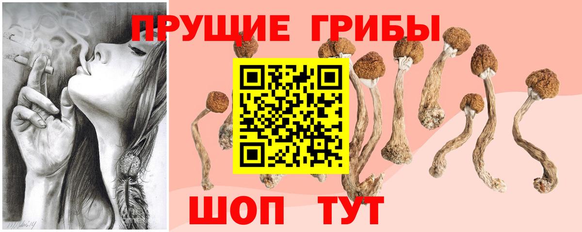 Псилоцибиновые грибы мицелий Изобильный